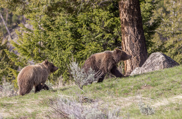 Grizzly Bears in Springtime in Yellowstone National Park Wyoming