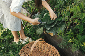 Person harvesting cabbage from raised garden bed. Hands gathering cabbage close up in urban organic...