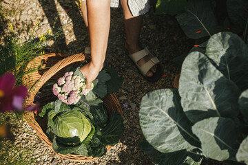 Person harvesting cauliflower from raised garden bed. Hands gathering cabbage close up in urban...