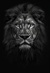 black and white lion portrait, award winning studio photography, generated with AI