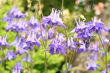 Violet flowers of common columbine, lat. Aquilegia vulgaris. Flowering columbine in summer sunny...