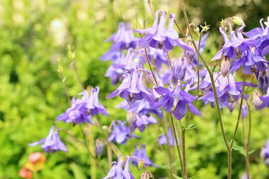Violet flowers of common columbine, lat. Aquilegia vulgaris. Flowering columbine in summer sunny day.