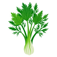 high-quality, transparent vector illustration of fresh fennel leaves, cooking, herbal, botanical designs