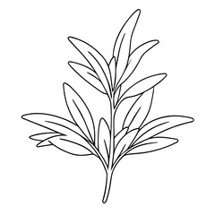 Fototapeta premium Black and White Line Drawing of Tarragon Plant, Vector Illustration with Transparent Background