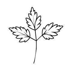 Vector Illustration of Lovage Herb -  recipes, herbal medicine guides, or botanical-themed designs