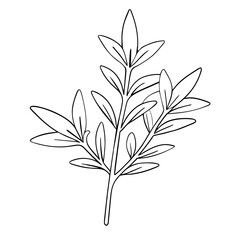  black and white line drawing features vector illustration of thyme (Thymus vulgaris) culinary, herbal