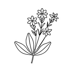 black and white line drawing features cicely (Myrrhis odorata), delicate leaves