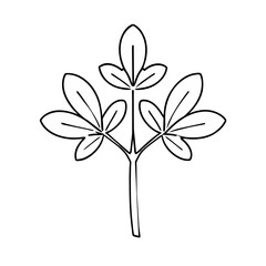 black and white vector illustration depicts fenugreek (Trigonella foenum-graecum)