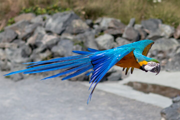Blue-and-yellow macaw - Ara ararauna - Ara bleu