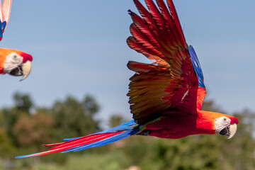 Scarlet macaw - Ara Macao - Ara Rouge © Aimeric D. Photo