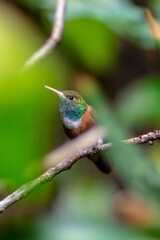 Hummingbird - Amazilia hummingbird - Amazilis amazilia - Ariane de Lesson
