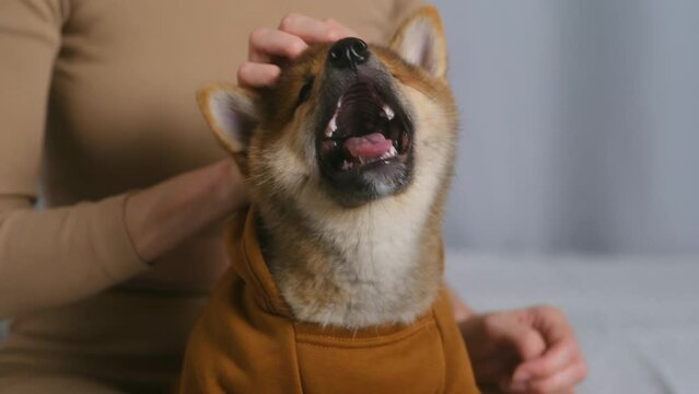 Home game of dog and female owner. Women kissing shiba inu puppy in brown hoodie. happy doggy looking and smiling. portrait of red seasame color shiba inu. concept of love friendship an animal human