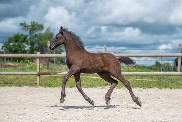 Un poulain juste né de race frison dans un élevage