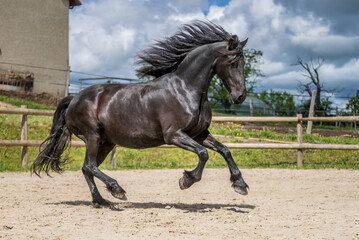 Magnifique cheval de race frison dans un élevage en nature