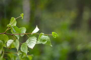 Birch branches are blessed on Trinity Sunday during the festive service. Trinity (Pentecost) is one of the important Orthodox holidays. Green birch leaves on a blurred background.