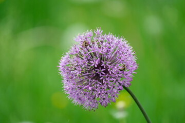 Blüte des Riesen-Lauch mit Insekten auf einer Wiese