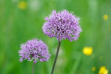 Riesen-Lauch - Allium giganteum - auf einer Wiese