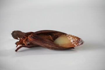 Obraz premium Top View salt cooked pine nut. Isolated in fine detail.