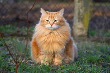 Red, fluffy domestic siberian cat sitting on a green grass.