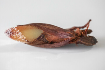 Top View salt cooked pine nut. Isolated in fine detail.