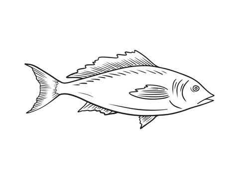 Realistic silver carp fish in black isolated on white background. Hand drawn vector sketch illustration in doodle engraved vintage style. Concept of fish, seafood, caviar, restaurant menu, icon.