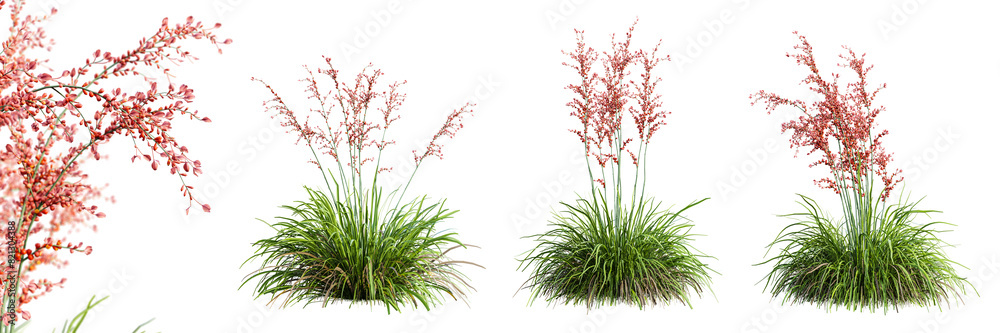 Poster set of hesperaloe parviflora plant isolated on transparent background with selective focus close-up.