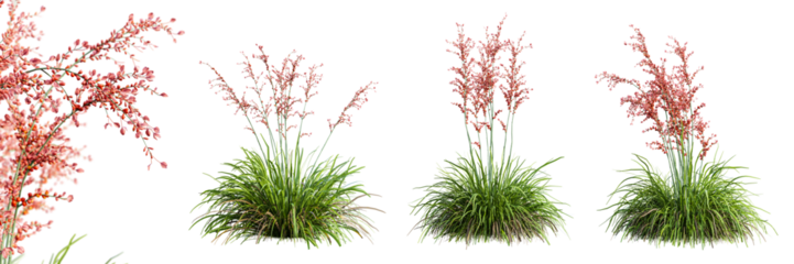 Set of hesperaloe parviflora plant isolated on transparent background with selective focus close-up. 3D render.