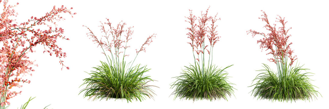 Set of hesperaloe parviflora plant isolated on transparent background with selective focus close-up. 3D render.