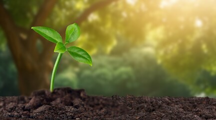 World Environment Protecting Nature concept. Plant Growing