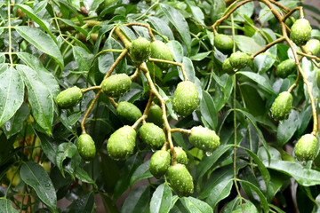 caja mango fruit natural china tropical healthy food