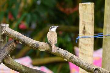 wild bird hummingbird south american bird brazilian fauna