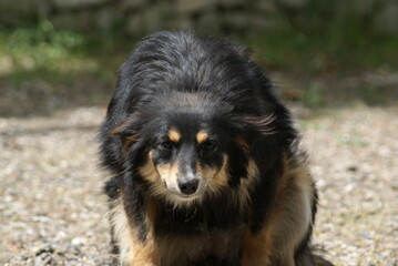 black dog portrait