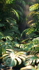 Montera Leaves Wallpaper. Tropical background