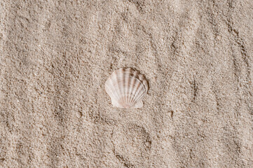 Sea shell on neutral beige beach sand texture background, minimal aesthetic summer vacation concept, tropical design for business branding or social media blog