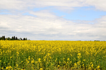 Fototapeta premium Road on the rapeseed field on a summer day