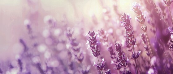 Lavender Field in Sunlight