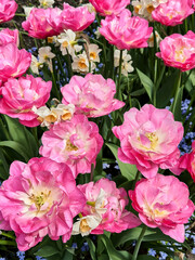 Closeup of several stunning peonies and daffodils in a flower bed at Butchart Gardens, Victoria.