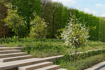 Citrus trifoliata or Japanese Bitter Orange (Poncirus trifoliata) with prickly branches in public city park Krasnodar or 'Galitsky park'. Sunny spring 2024