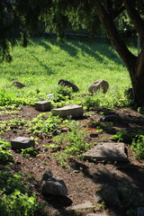 Stones in the field.
