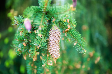 Spring spruce cone on blurred bokeh green background