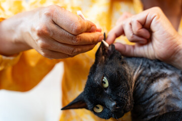Close up of a woman hands cleaning the ears of her pet an brown short haired cat, with a cotton swab