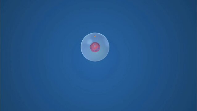 mitosis 3d animation