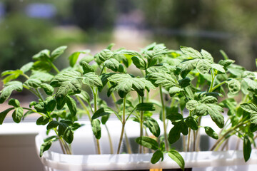 Young tomato seedlings, in a plastic cup, ecological home cultivation of tomato