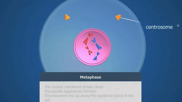 Mitosis
