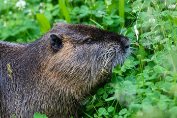 Naklejka premium Nutria 44