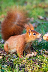 Eichhörnchen 66 © Karl-Heinz Schmidt