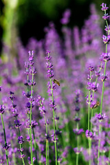 A bee on a lavender branch. Lavender Field