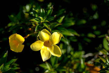 Yellow Flowers with a Green Leaf Background.