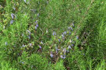 Close up image of rosemary growing in a garden