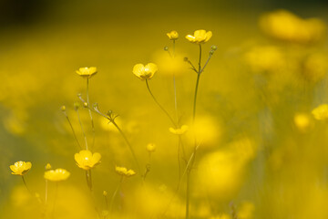 Obraz premium A close up photograph of buttercups blooming in the spring sunshine, with a shallow depth of field